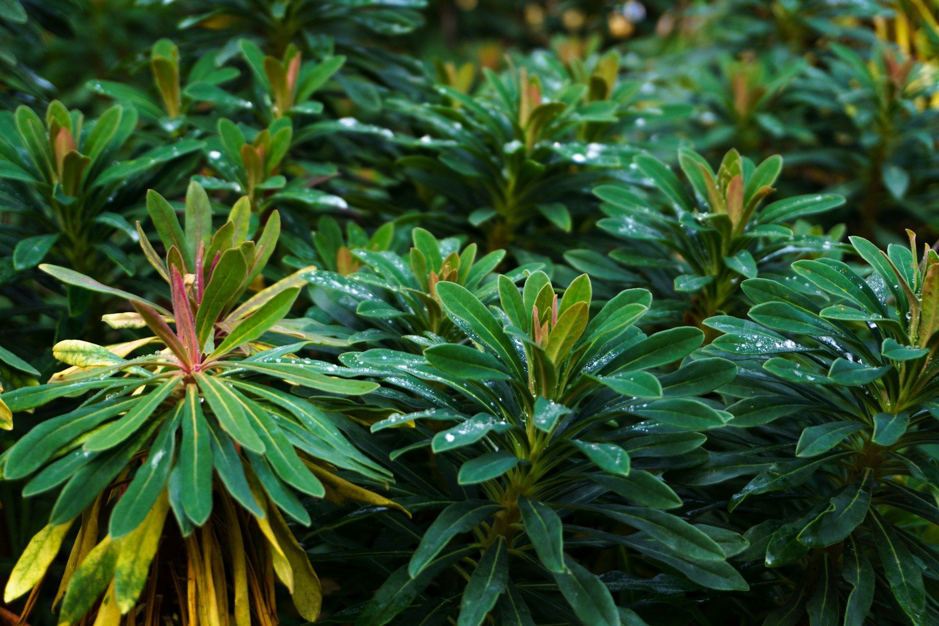 Euphorbe plante résistante à la sécheresse et au gel