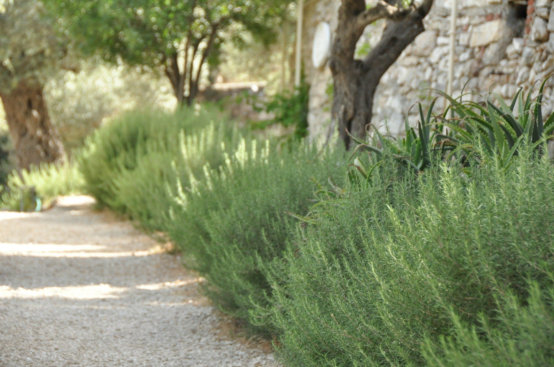 Romarin plante résistante à la sécheresse et au gel