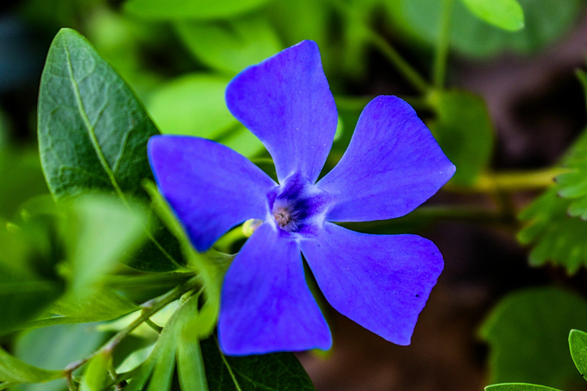 Pervenche en fleurs pour talus et pentes