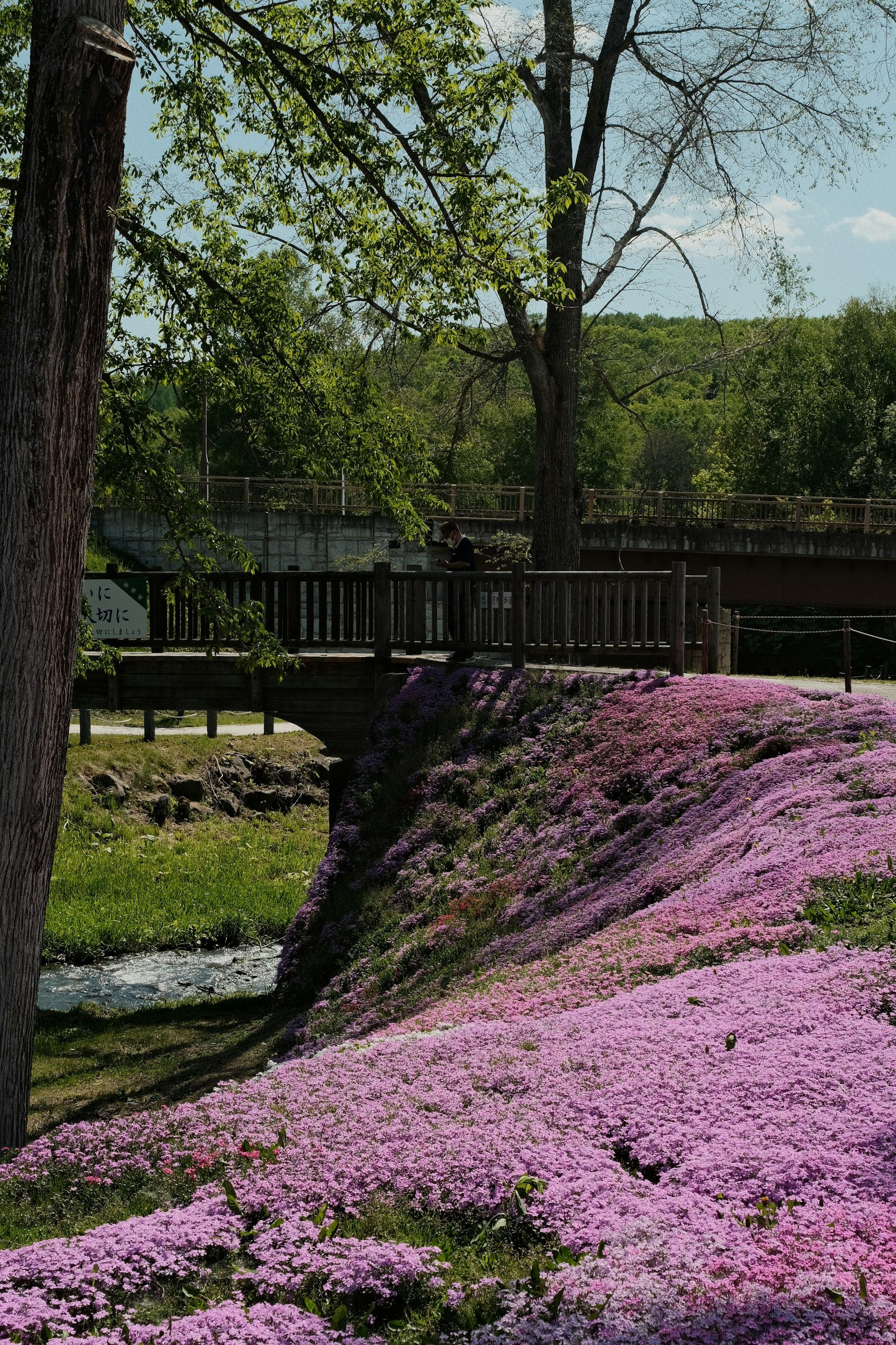 Phlox subulata plante couvre-sol naine et résistante