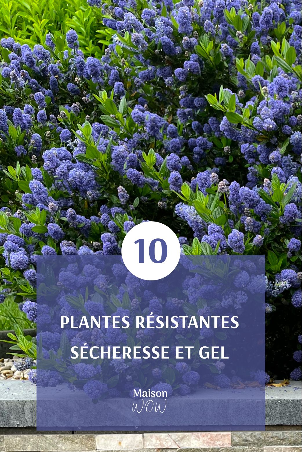 10 plantes résistantes sécheresse et gel