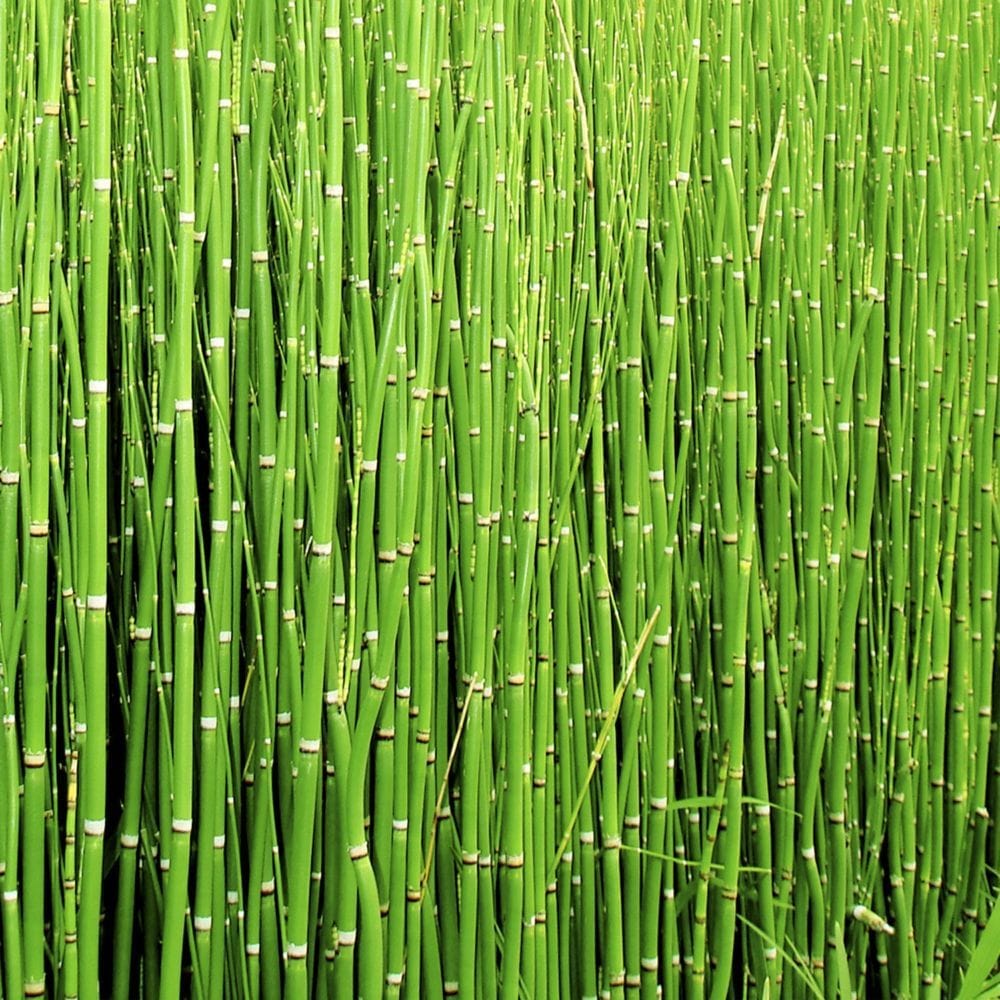 Plante d ombre jardin prele