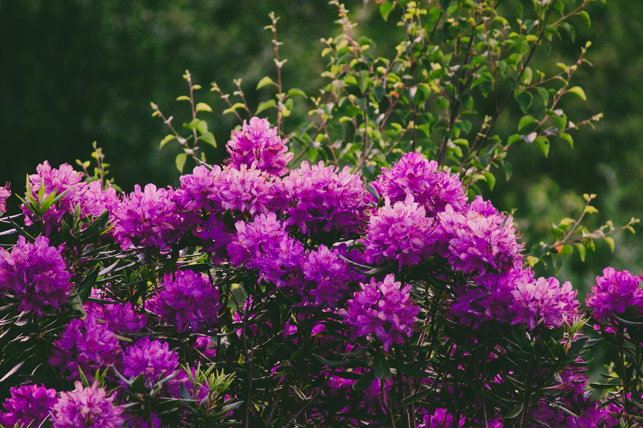 plantes ombre