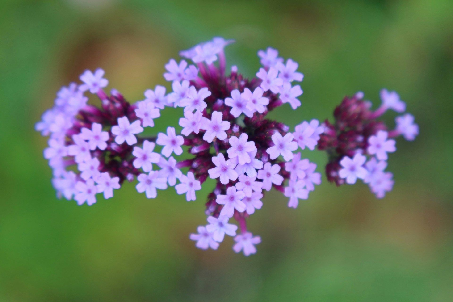 fleurs d automne verveine bueno aires